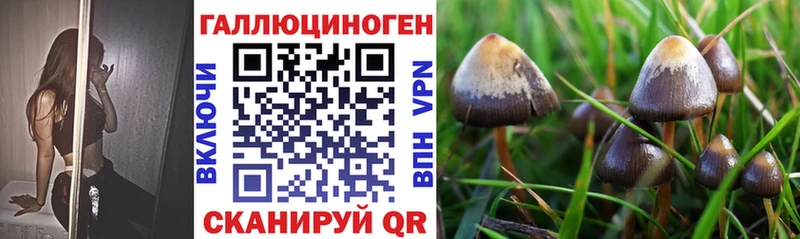 где продают   Черняховск  Псилоцибиновые грибы Psilocybine cubensis 